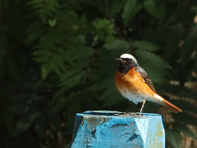 Phoenicurus phoenicurus Gekraagde Roodstaart Common Redstart